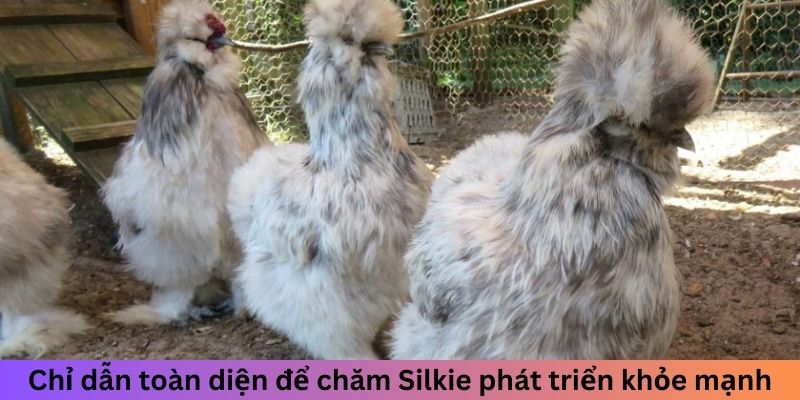 Gà Lông Lụa - Cách Nhận Biết Và Nuôi Dưỡng Chuẩn Nhất 2 Trang Chủ Jun88.com #1 Việt Nam Chỉ dẫn toàn diện để chăm Silkie phát triển khỏe mạnh